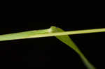 Prairie panicgrass